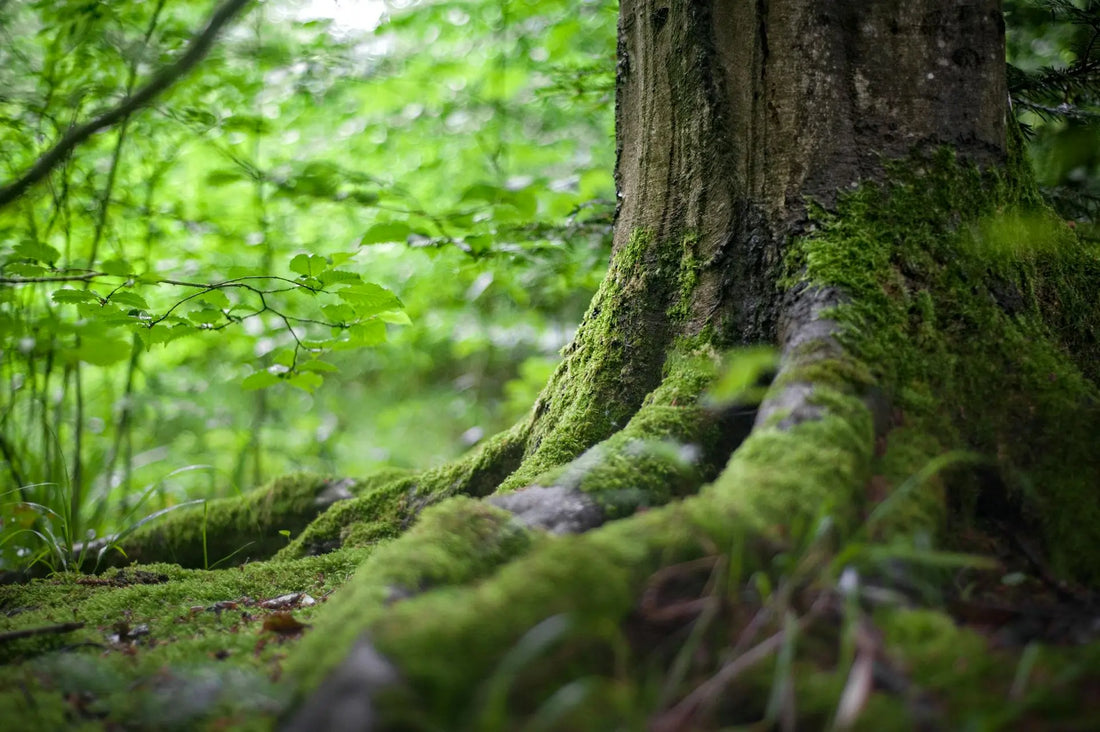 Mossy scented candles